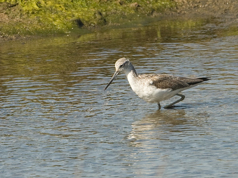 Tringa nebularia Groenpootruiter Common Greenshank